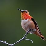 Allen's Hummingbird / Selasphorus sasin