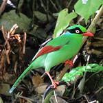 Bornean Green Magpie / Cissa jefferyi