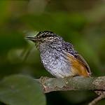 Spix's Warbling Antbird / Hypocnemis striata