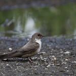 Скальная ласточка / Ptyonoprogne rupestris