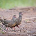 Скальный сикипи / Ptilopachus petrosus