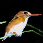 Мадагаскарский зимородок / Corythornis madagascariensis