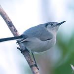 Багамский пересмешник / Mimus gundlachii