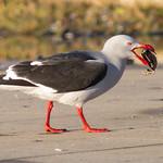 Dolphin Gull / Leucophaeus scoresbii