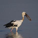 Asian Openbill / Anastomus oscitans
