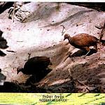 Никобарский большеног / Megapodius nicobariensis