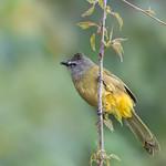 Flavescent Bulbul / Pycnonotus flavescens