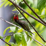 Красноголовая медовка / Myzomela erythrocephala