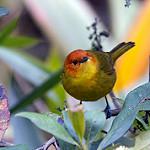 Rust-and-yellow Tanager / Thlypopsis ruficeps