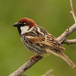 Черногрудый воробей / Passer hispaniolensis