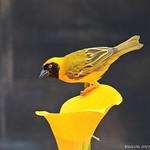 фото