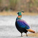 Himalayan Monal / Lophophorus impejanus