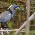 Herons, Bitterns / Ardeidae photo
