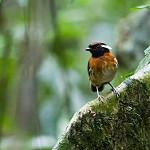 Chestnut-belted Gnateater / Conopophaga aurita