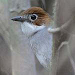 White-throated Antpitta / Grallaria albigula
