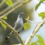Red-crested Cotinga / Ampelion rubrocristatus