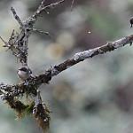 Двухцветный апалис / Apalis cinerea