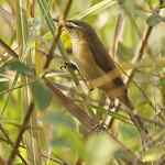 Manchurian Reed Warbler / Acrocephalus tangorum