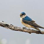 Австралийская ласточка / Petrochelidon nigricans