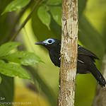 Bare-crowned Antbird / Gymnocichla nudiceps