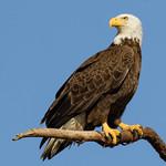 Белоголовый орлан / Haliaeetus leucocephalus