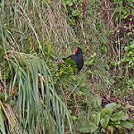 Gough Moorhen / Gallinula comeri