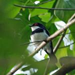 Banded Wattle-eye / Platysteira laticincta