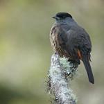 Bay-vented Cotinga / Doliornis sclateri