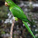 Kawall's Amazon / Amazona kawalli