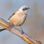 Ремезовые / Remizidae фото