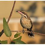Spiny-cheeked Honeyeater / Acanthagenys rufogularis