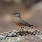 Мадагаскарская тиркушка / Glareola ocularis