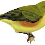 Zosterops semiflavus