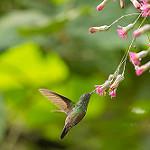 Зеленобрюхая амазилия / Saucerottia viridigaster
