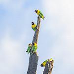 Масковый неразлучник / Agapornis personatus