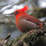 Crested Ant Tanager / Driophlox cristata