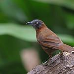 Grey-headed Babbler / Stachyris poliocephala