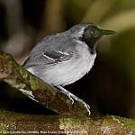 Чернолицая муравьеловка / Myrmoborus myotherinus