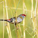 Краснобровая амадина / Neochmia temporalis