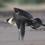 Средний поморник / Stercorarius pomarinus
