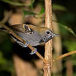 Star-throated Antwren / Rhopias gularis