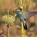 Аметистовый фиалкоух / Colibri serrirostris