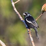 Cuban Bullfinch / Melopyrrha nigra