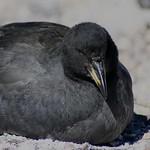 Рогатая лысуха / Fulica cornuta