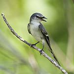 Ashy Minivet / Pericrocotus divaricatus
