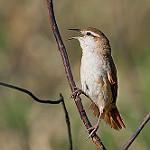 Curve-billed Reedhaunter / Limnornis curvirostris
