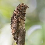 Рыжий уратао / Phyllaemulor bracteatus