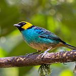 Tangara xanthocephala