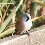 Усатые синицы / Panuridae фото