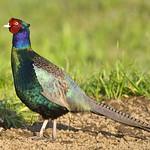 Зелёный фазан / Phasianus versicolor